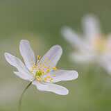 Spring bloomers
